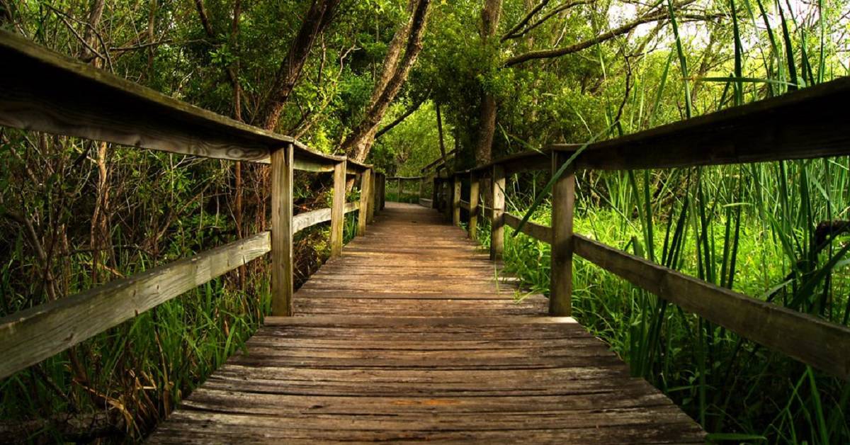 Voices from the Sea Pines Forest Preserve Voices from the Sea Pines Forest Preserve